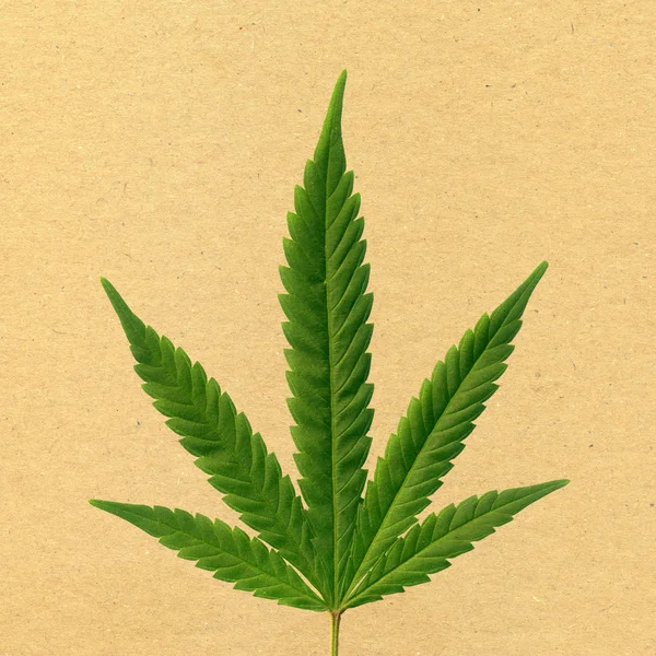Hemp leaf — Stock Photo, Image