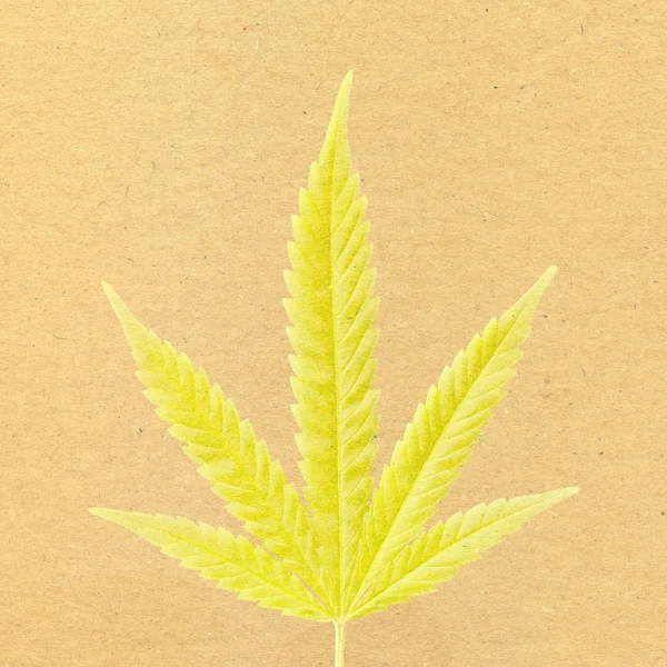 Hemp leaf — Stock Photo, Image