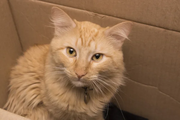 Stray cat in box