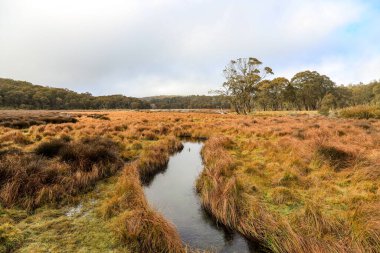 Barrington sergilerinin panoramik bir görüntüsü. Yuvarlanan tepeler, yemyeşil vadiler ve canlı bir gökyüzü altında dağınık tarım arazileri. Sahne, New South Wales Barrington bölgesinin sakin kırsal güzelliğini ve huzurlu manzarasını yansıtıyor..