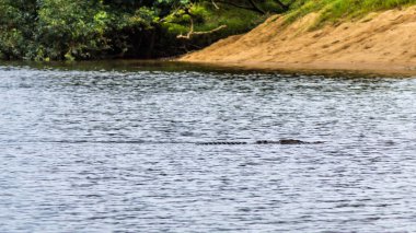 Bir timsah kısmen Daintree Nehri 'nin sakin sularında sulara gömülür ve yemyeşil tropikal bitki örtüsüyle çevrilidir. Sahne, Avustralya 'nın doğal yağmur ormanı habitatındaki bu uç yırtıcının ham gücünü ve gizliliğini vurguluyor..