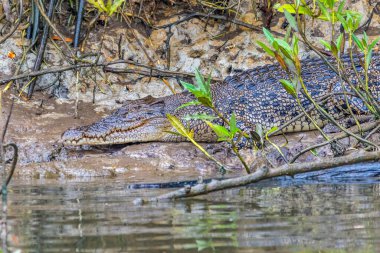Bir timsah kısmen Daintree Nehri 'nin sakin sularında sulara gömülür ve yemyeşil tropikal bitki örtüsüyle çevrilidir. Sahne, Avustralya 'nın doğal yağmur ormanı habitatındaki bu uç yırtıcının ham gücünü ve gizliliğini vurguluyor..