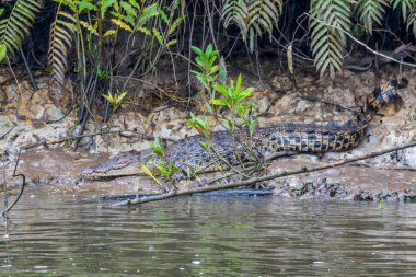Bir timsah kısmen Daintree Nehri 'nin sakin sularında sulara gömülür ve yemyeşil tropikal bitki örtüsüyle çevrilidir. Sahne, Avustralya 'nın doğal yağmur ormanı habitatındaki bu uç yırtıcının ham gücünü ve gizliliğini vurguluyor..