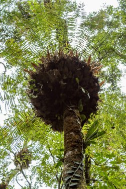 Queensland 'daki bereketli Mossman yağmur ormanlarında yüksek ağaçlar, yoğun tropik bitki örtüsü ve dolambaçlı yollar sergilenir. Bu yeşil ortam, Avustralya tropik yağmur ormanlarının güzelliğini, biyolojik çeşitliliğini ve dingin atmosferini vurgular..