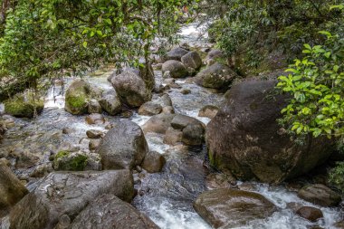 Queensland 'daki bereketli Mossman yağmur ormanlarında yüksek ağaçlar, yoğun tropik bitki örtüsü ve dolambaçlı yollar sergilenir. Bu yeşil ortam, Avustralya tropik yağmur ormanlarının güzelliğini, biyolojik çeşitliliğini ve dingin atmosferini vurgular..