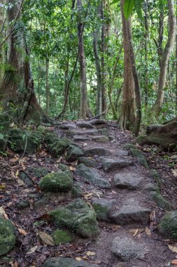 Queensland 'daki bereketli Mossman yağmur ormanlarında yüksek ağaçlar, yoğun tropik bitki örtüsü ve dolambaçlı yollar sergilenir. Bu yeşil ortam, Avustralya tropik yağmur ormanlarının güzelliğini, biyolojik çeşitliliğini ve dingin atmosferini vurgular..