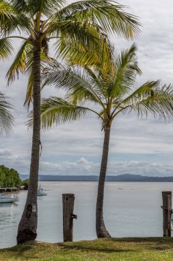 Queensland, Port Douglas 'ın kıyı şeridi boyunca uzanan manzaralı bir palmiye sırası. Tropikal yeşillik, kumlu sahil ve sakin sular bu ikonik Avustralya 'nın doğal güzelliğini ve cazibesini vurgulayarak huzurlu bir sahil atmosferi yaratır..