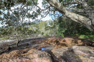 Salamander Körfezi 'nin kayalık ve ağaçlarla kaplı kıyı şeridi mavi suları, engebeli kıyı şeritlerini ve bereketli kıyı bitkilerini sakinleştirir. Bu huzurlu sahne Port Stephens, New South Wales 'in doğal güzelliğini ve rahat sahil cazibesini yakalar..