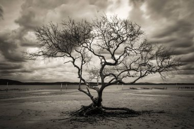 Bulutlu bir gökyüzünün altında kumlu bir sahilde yaprak dökülmemiş bir ağaç duruyor. Sahne, karalar, denizler ve gökyüzü arasındaki zıtlığı vurgulayarak durgunluk ve dayanıklılığı karamsar ve atmosferik kıyı manzarasında aktarır..