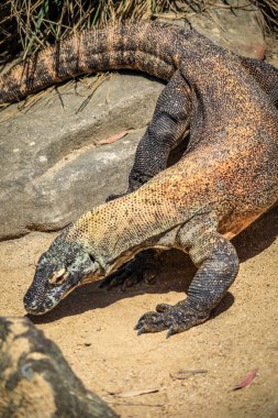 Bir Komodo ejderhası engebeli pullarını, kas yapısını ve güçlü varlığını sergileyerek kayalık arazide dinlenir. Endonezya Komodo Ulusal Parkı 'nın bu ikonik sürüngeni dünyanın en büyük kertenkele türünün saf güzelliğini ve tarih öncesi cazibesini ön plana çıkarıyor..