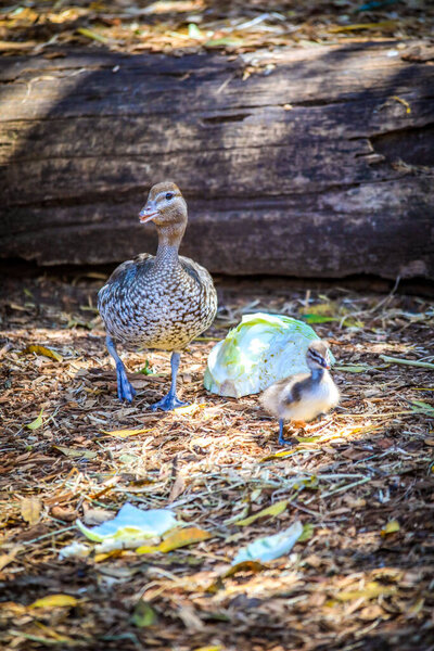 A mother duck stands protectively on the shore with her baby duckling beside her. The scene captures tender moments of wildlife, highlighting the bond between parent and offspring in a natural bushland or pond setting.