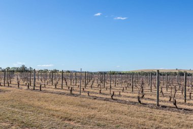 Sessiz bir Avustralya üzüm bağı boyunca uzanan hareketsiz asma sıralarının manzarası. Çıplak sarmaşıklar ve topraksı renkler şarap bölgesinde kış mevsimini yansıtır. Yumuşak doğal ışık, toprağın ve sarmaşıkların dokusunu güçlendirir..