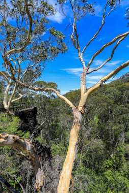 Everglades House ve Gardens in the Blue Mountains, New South Wales, Avustralya. Miras listesinde teraslı bahçeler, süs bitkileri ve Jamison Vadisi 'ndeki geniş manzaralar yer alıyor.
