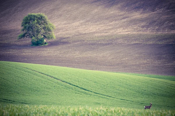 Zielona trawa pola i roe — Zdjęcie stockowe