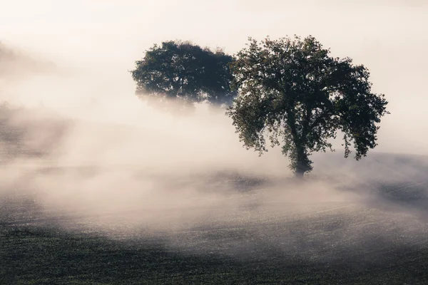 Tree in a fog — Stock Photo, Image