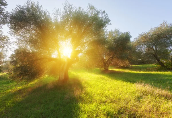 Summer garden and morning light — Stock Photo, Image