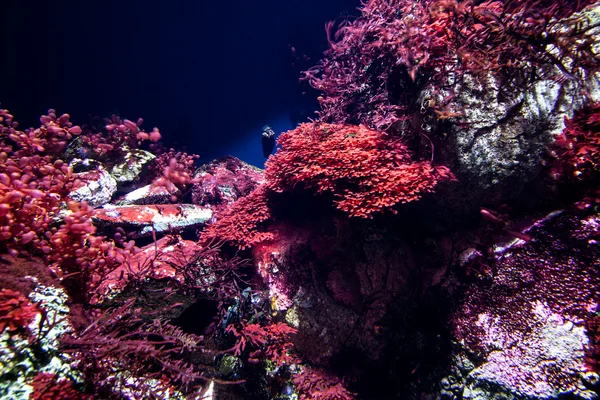 Подводная природа — стоковое фото