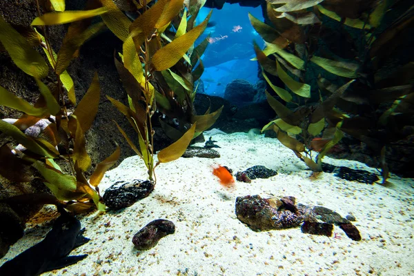 Underwater natur scen — Stockfoto