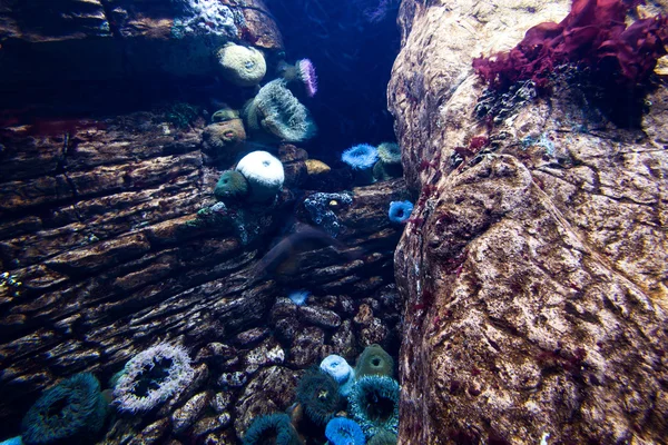 Underwater natur scen — Stockfoto