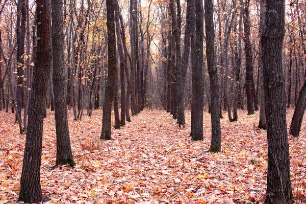 Autumn at the forest — Stock Photo, Image