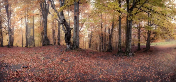 Panorama de outono floresta nebulosa — Fotografia de Stock