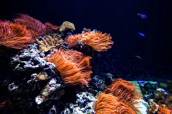 Подводная коралловая сцена — стоковое фото