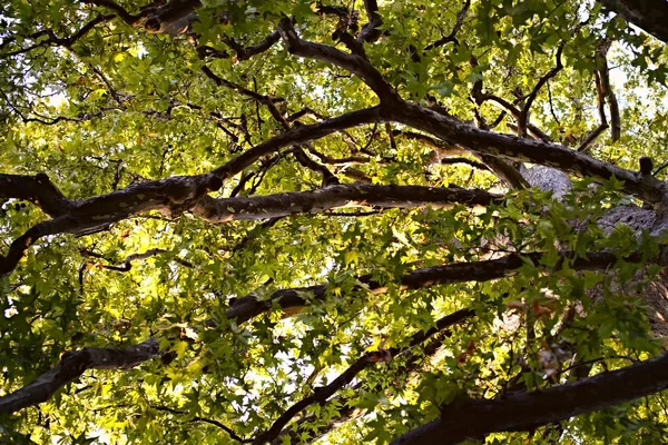 Árboles ramas en un bosque —  Fotos de Stock