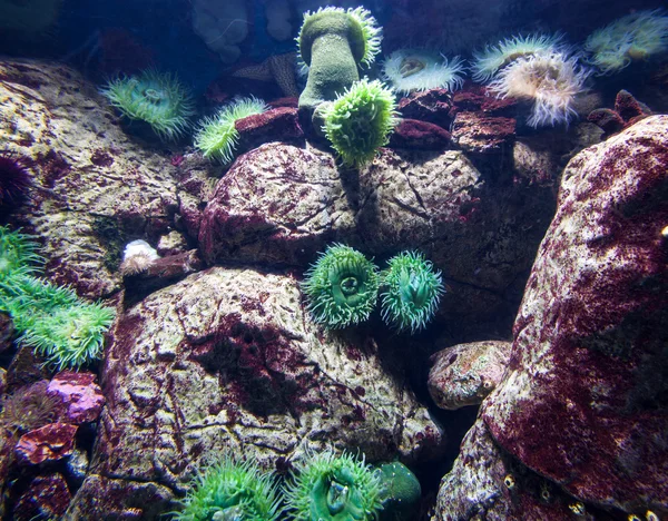 Подводная коралловая сцена — стоковое фото