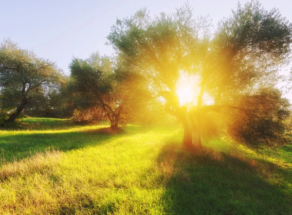 Jardín de verano y luz de la mañana — Foto de Stock