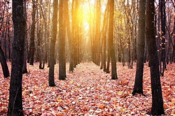 Autumn sunny day at the forest — Stock Photo, Image