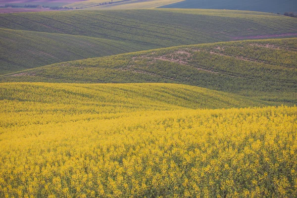 美丽的黄色字段农村景观 — 图库照片