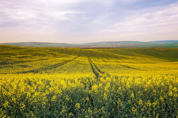 아름 다운 노란색 필드 시골 풍경 — 스톡 사진
