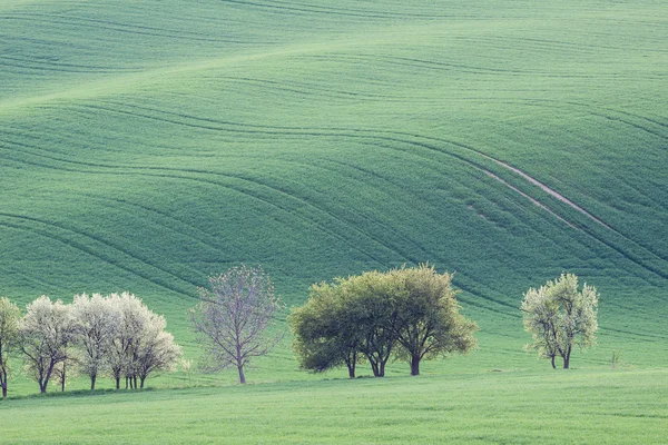 Vidéki zöld mezőgazdasági táj — Stock Fotó
