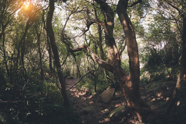 Dunkler alter Wald — Stockfoto