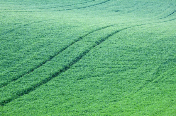 Abstrakte grüne Grashügel und Felder — Stockfoto