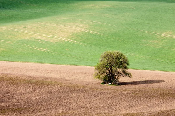 Kırsal yeşil tarım arazileri manzara — Stok fotoğraf