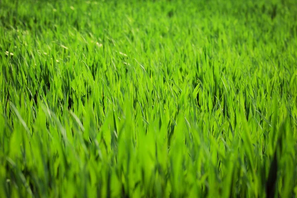 Fondo de hierba verde — Foto de Stock