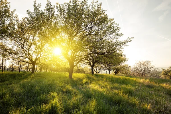 Summer sunny garden — Stock Photo, Image