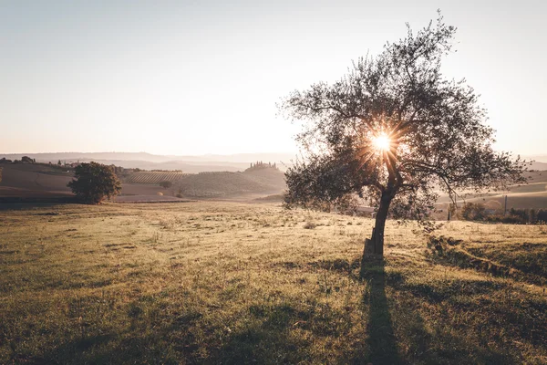 Paisaje de primavera de campo al amanecer — Foto de Stock