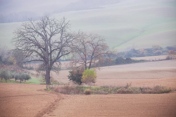 Paesaggio rurale di campagna al mattino di primavera — Foto Stock