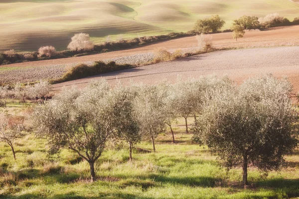 Olive garden op zonnige lente — Stockfoto
