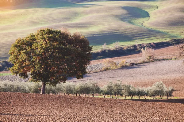 Zonnige platteland heuvels — Stockfoto