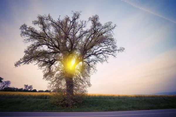 Wielkie drzewo nad niebo zachód słońca — Zdjęcie stockowe