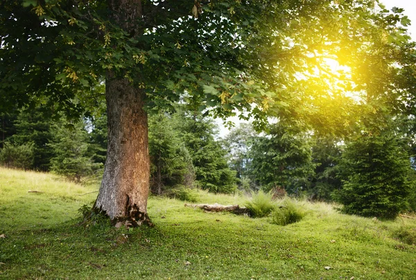 绿色的夏天树在阳光灿烂的日子 — 图库照片