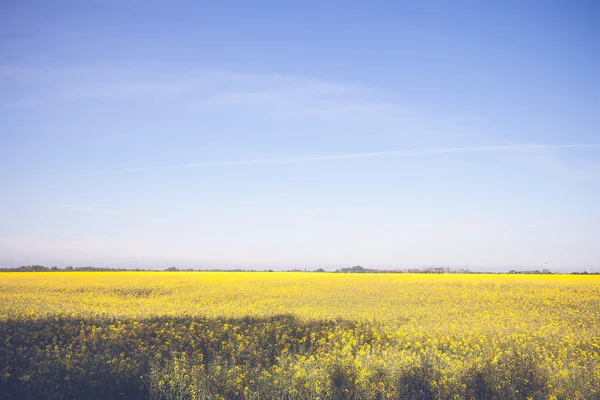 아름 다운 노란색 필드와 푸른 하늘 풍경 — 스톡 사진