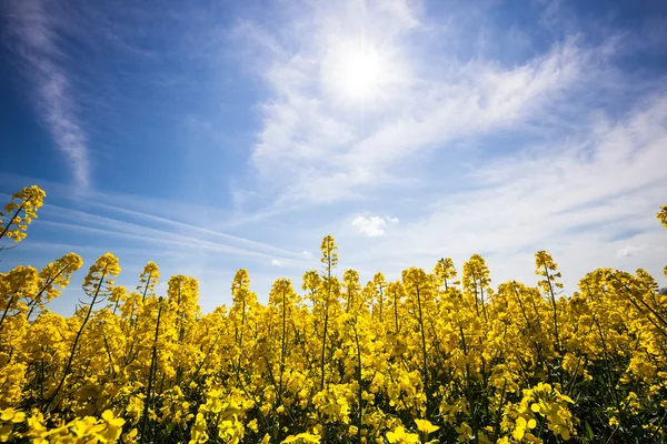 Bellissimo campo giallo con cielo blu e soleggiato — Foto Stock