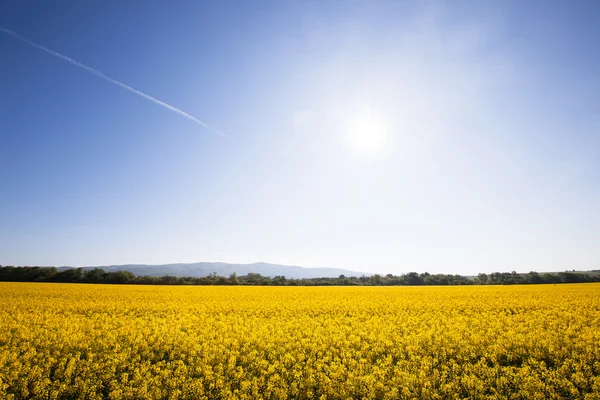 Bellissimo campo giallo con cielo blu e soleggiato — Foto Stock