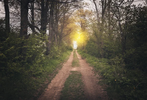 Weg durch den dunklen Wald zur Sonne — Stockfoto