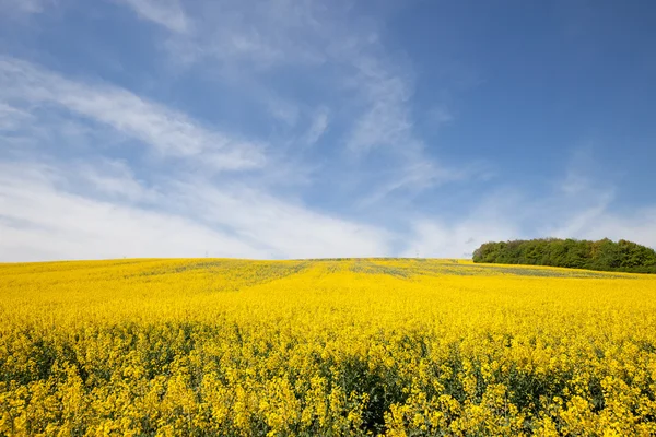 Bellissimo paesaggio di campagna — Foto Stock