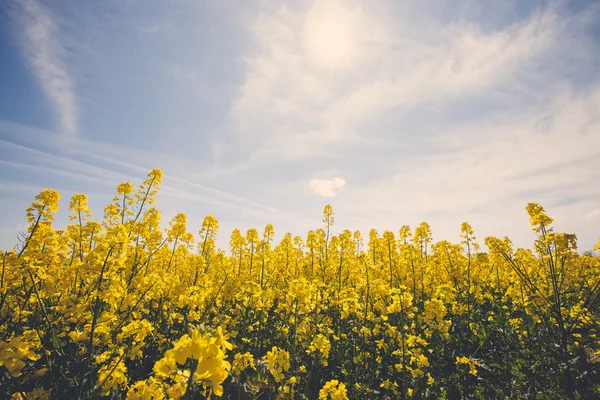 푸른 맑은 하늘 가진 아름 다운 노란색 필드의 빈티지 사진 — 스톡 사진